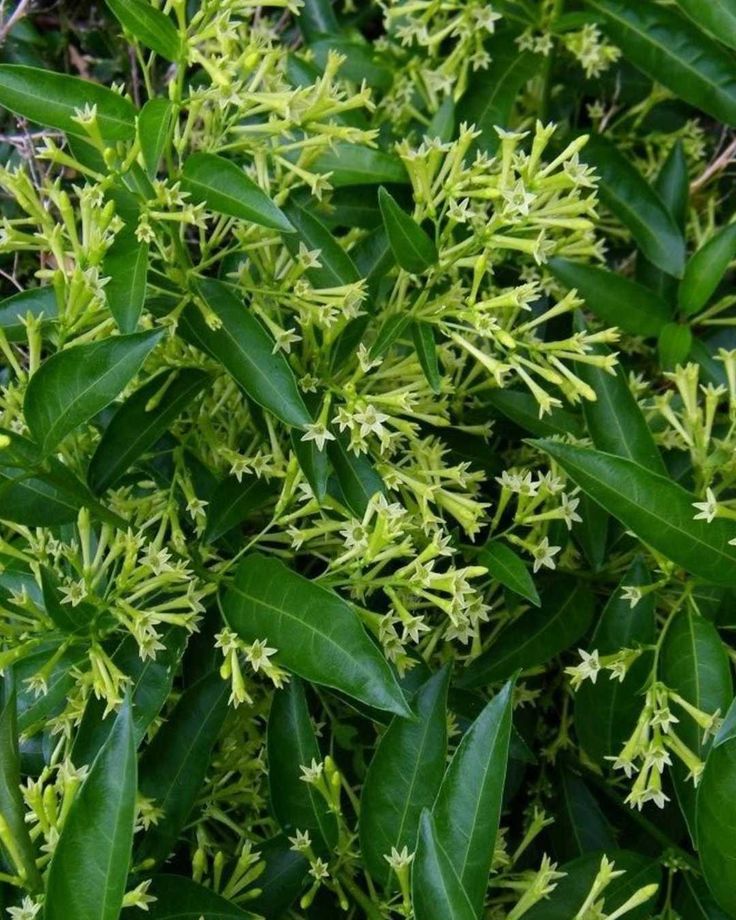 Night Queen or Night-blooming jasmine