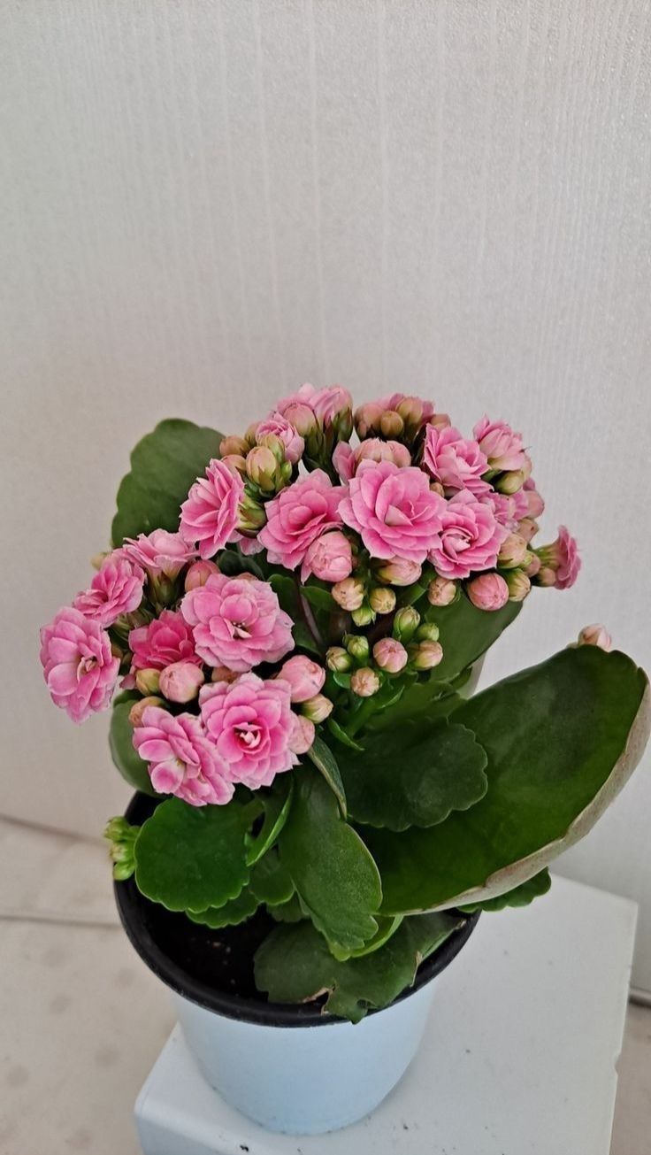 Kalanchoe – Random Color