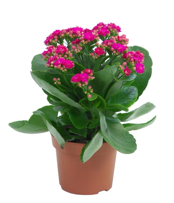 Kalanchoe – Random Color