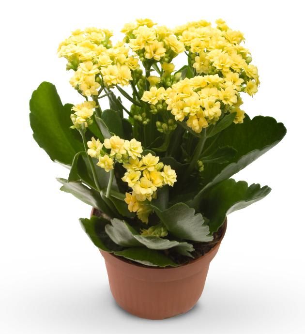 Kalanchoe – Random Color
