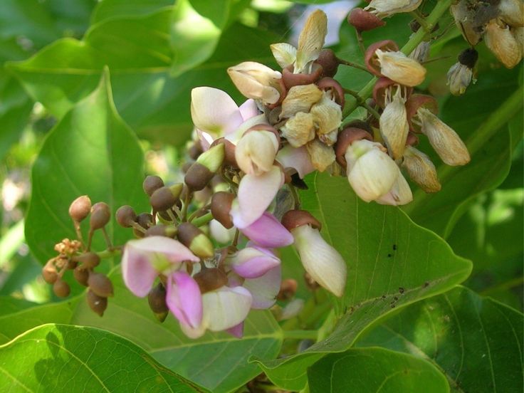Pongamia Tree (Pongamia pinnata)