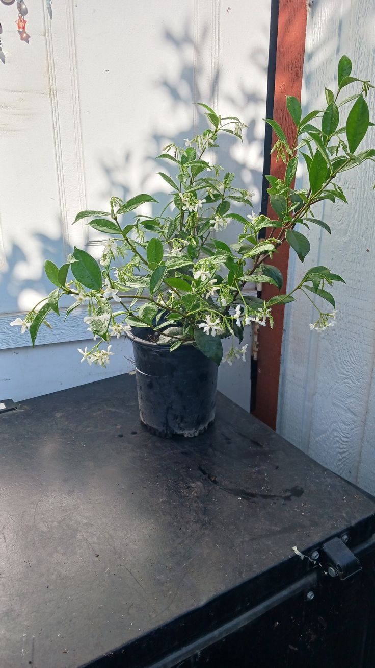 Night Queen or Night-blooming jasmine