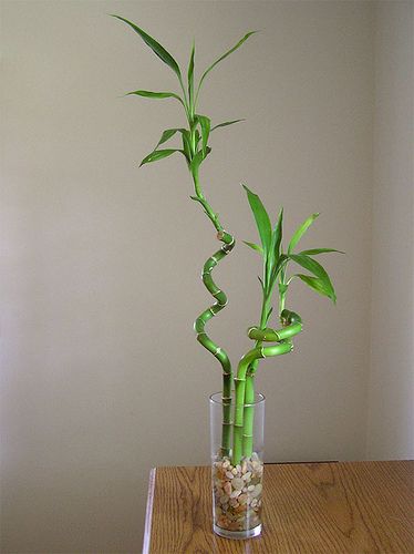 Dracaena sanderiana (Lucky Bamboo)