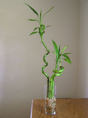 Dracaena sanderiana (Lucky Bamboo)
