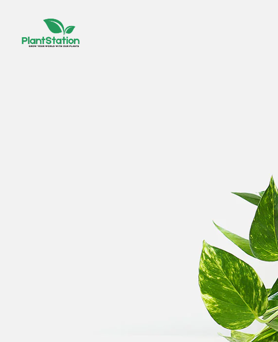 Plant Station