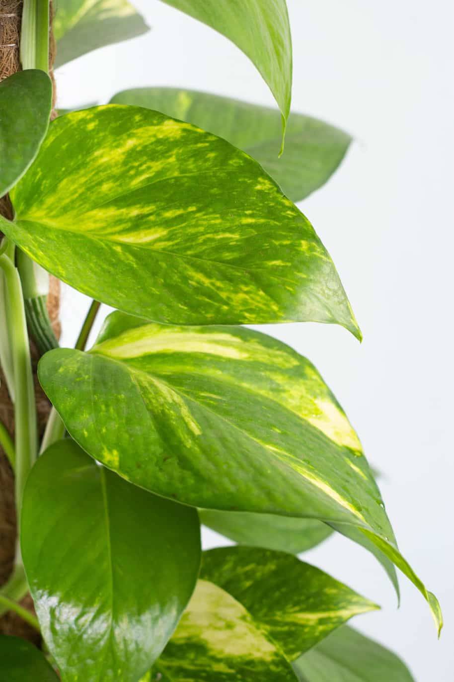 Money Plant / Holland Variety