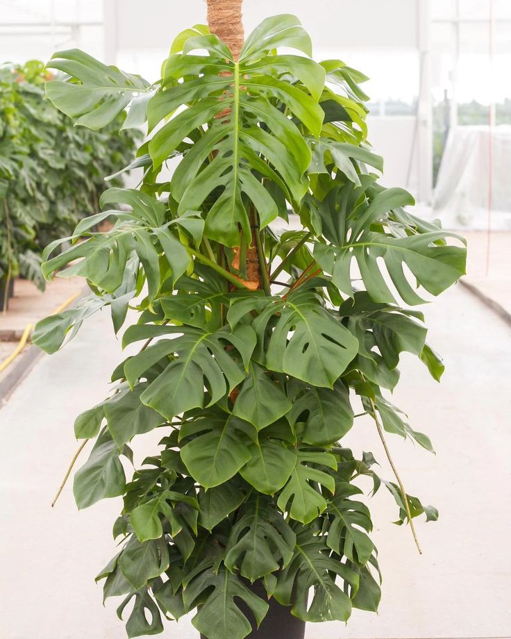 Monstera Deliciosa 180-200cm