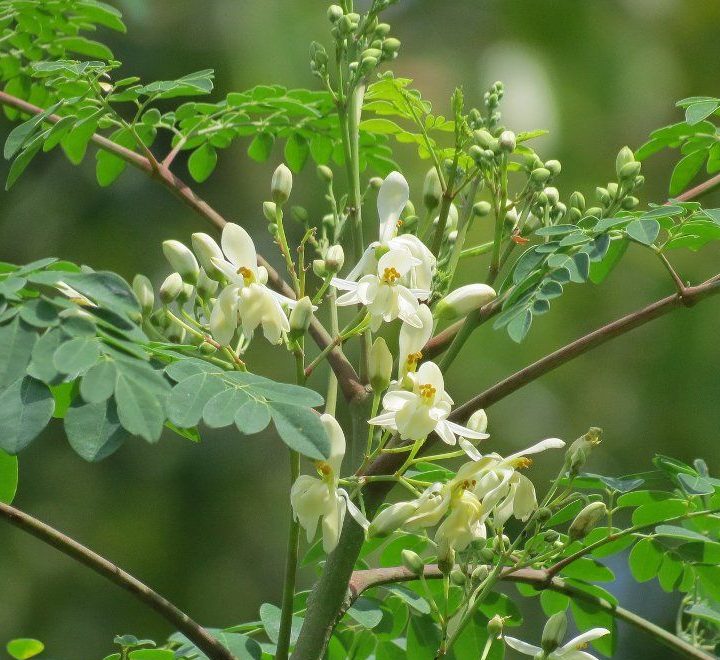 Moringa Oleifera (Drumstick Tree)