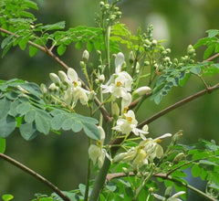 Moringa Oleifera (Drumstick Tree)