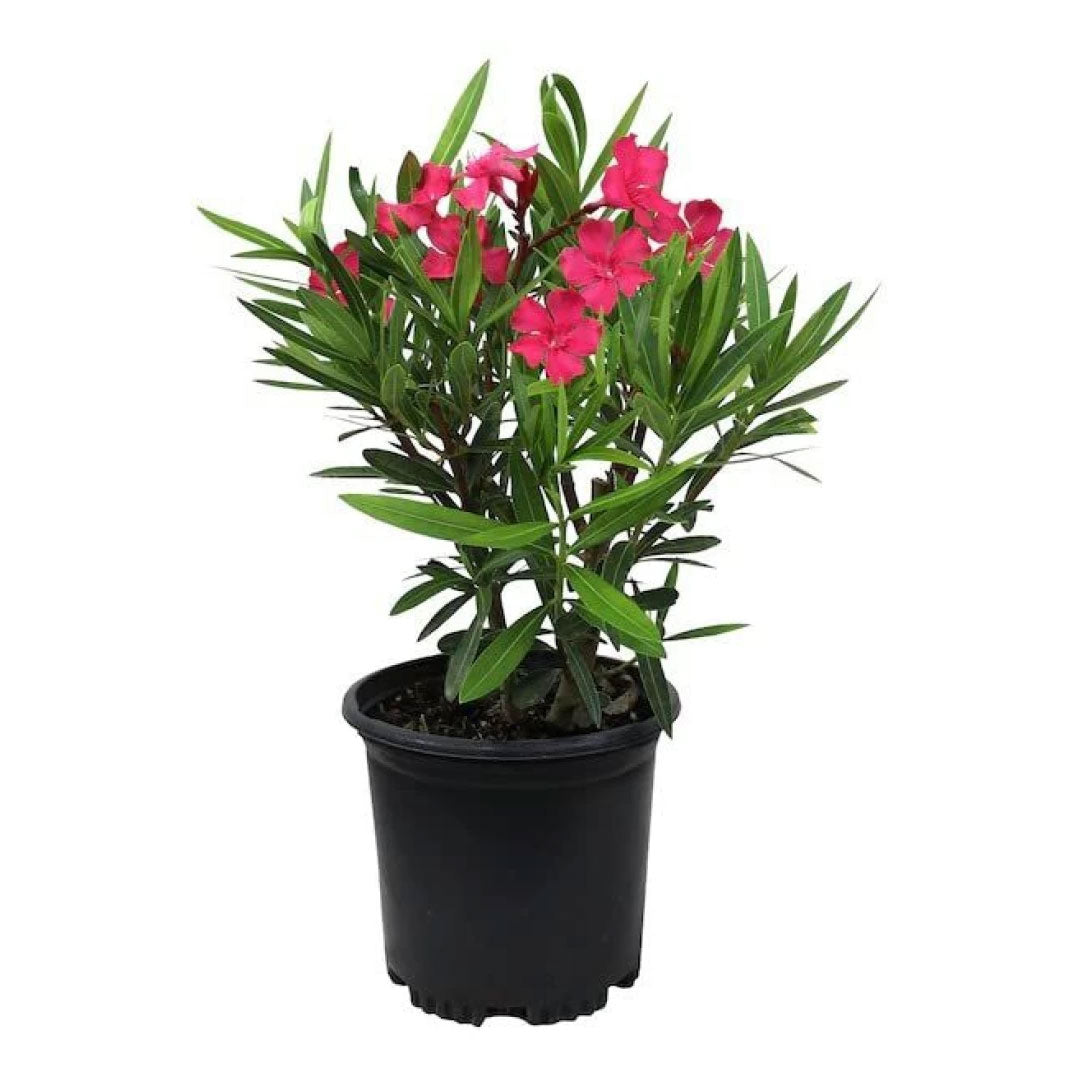 Nerium oleander
