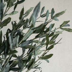 Spanish Olive Tree – Dwarf 100cm