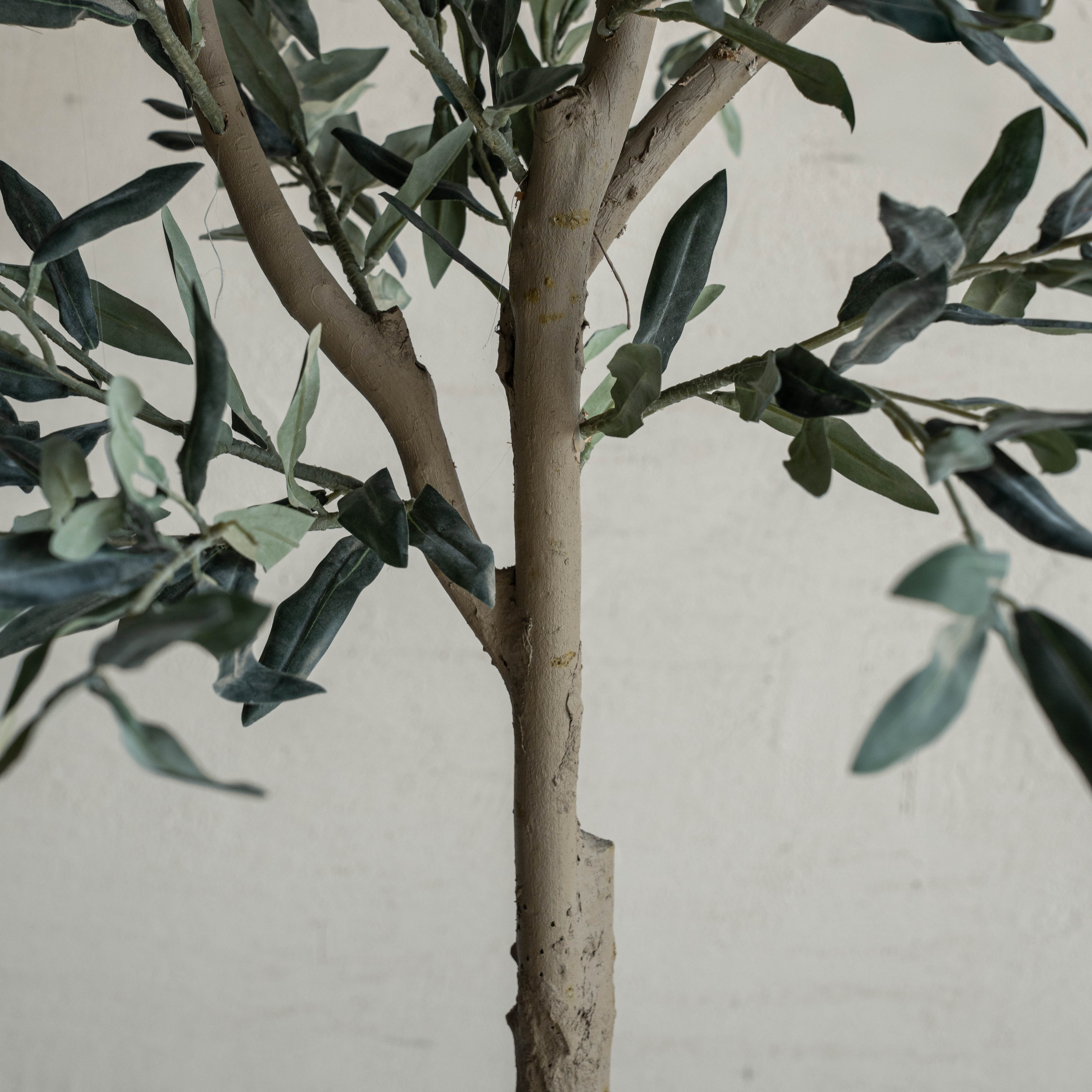 Spanish Olive Tree – Dwarf 100cm