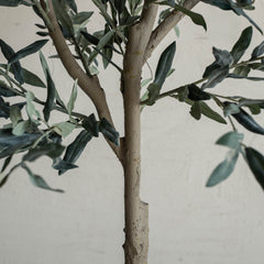 Spanish Olive Tree – Dwarf 100cm