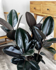 Ficus elastica (Rubber Fig / Rubber Plant)