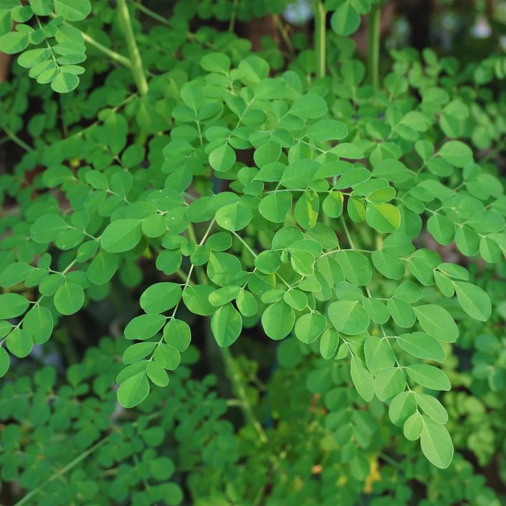 Moringa Oleifera (Drumstick Tree)