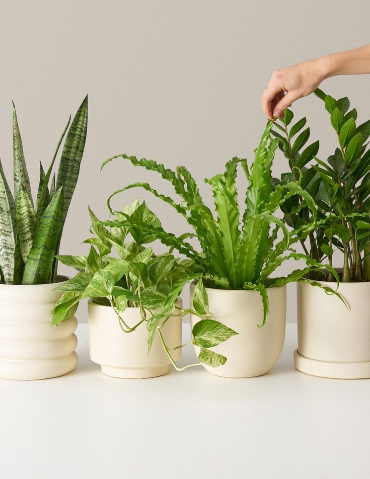 Beginner’s Indoor Plant Bundle – Set of 4 Easy-Care Plants