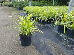 Pandanus Baptistii Variegata