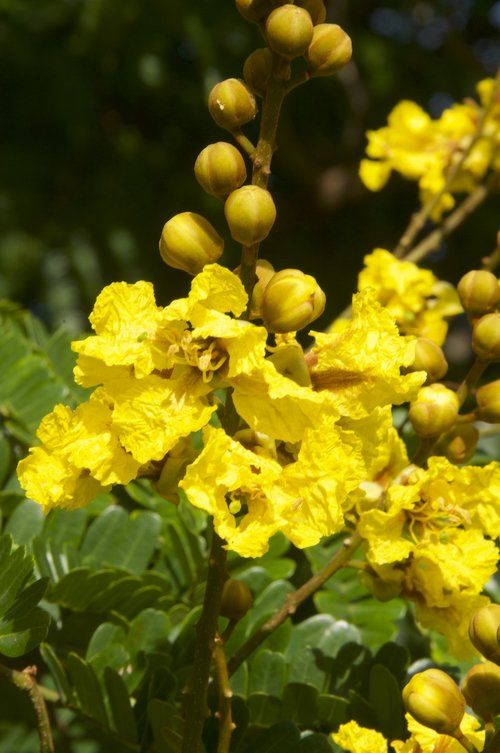 Peltophorum Inerme (Copperpod/Yellow Poinciana/Yellow Flame Tree)