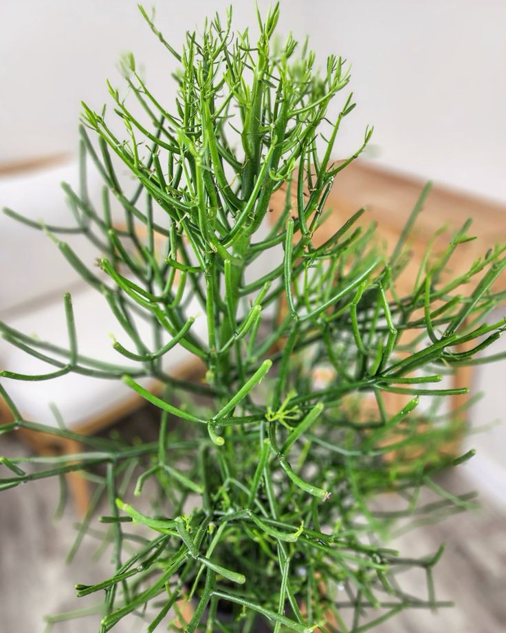 Pencil Cactus (Euphorbia tirucalli)