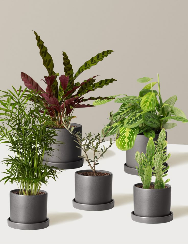 Beginner’s Indoor Plant Bundle – Set of 5 Easy-Care Plants