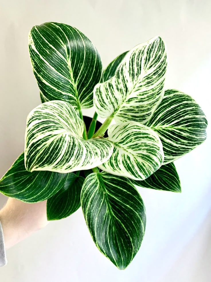 Philodendron Birkin 20cm