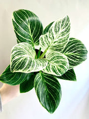 Philodendron Birkin 20cm