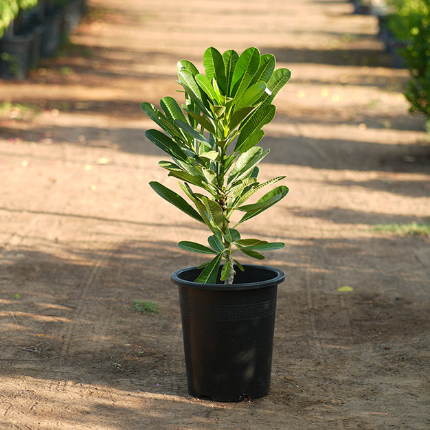 Plumeria obtusa white small