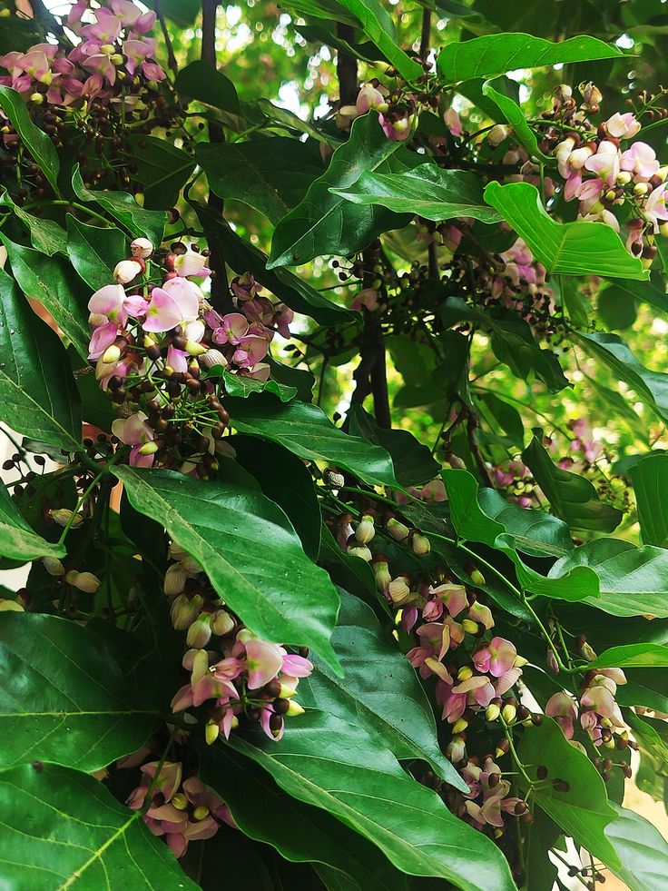 Pongamia Pinnata Individual Tree Pongamia Tree (Pongamia pinnata) – Plant Station