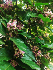 Pongamia Tree (Pongamia pinnata)