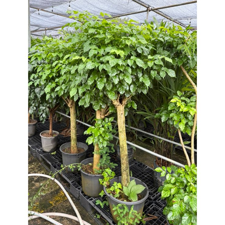 Radermachera Sinica (China Doll Plant)