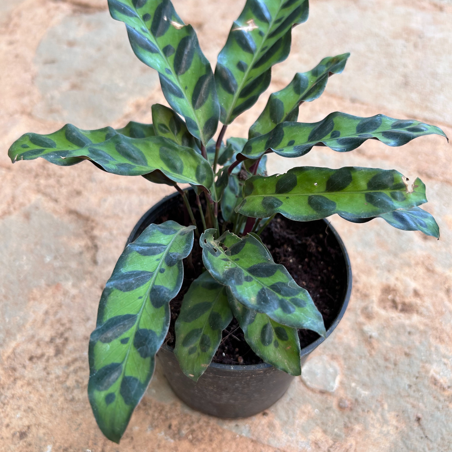Calathea Lancifolia Holland