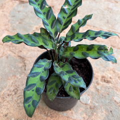 Calathea Lancifolia Holland