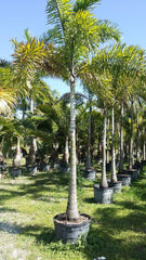 Foxtail Palm