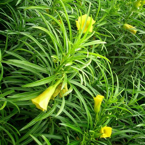 Thevetia peruviana | Cascabela Thevetia