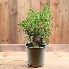 Rosemary (Rosmarinus officinalis)
