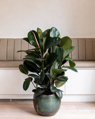 Ficus elastica (Rubber Fig / Rubber Plant)