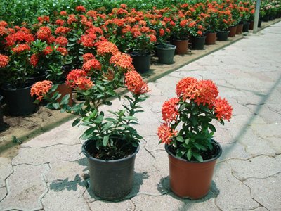 Ixora Chinensis