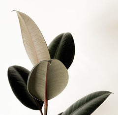Ficus Elastica Robusta 'Rubber Tree'