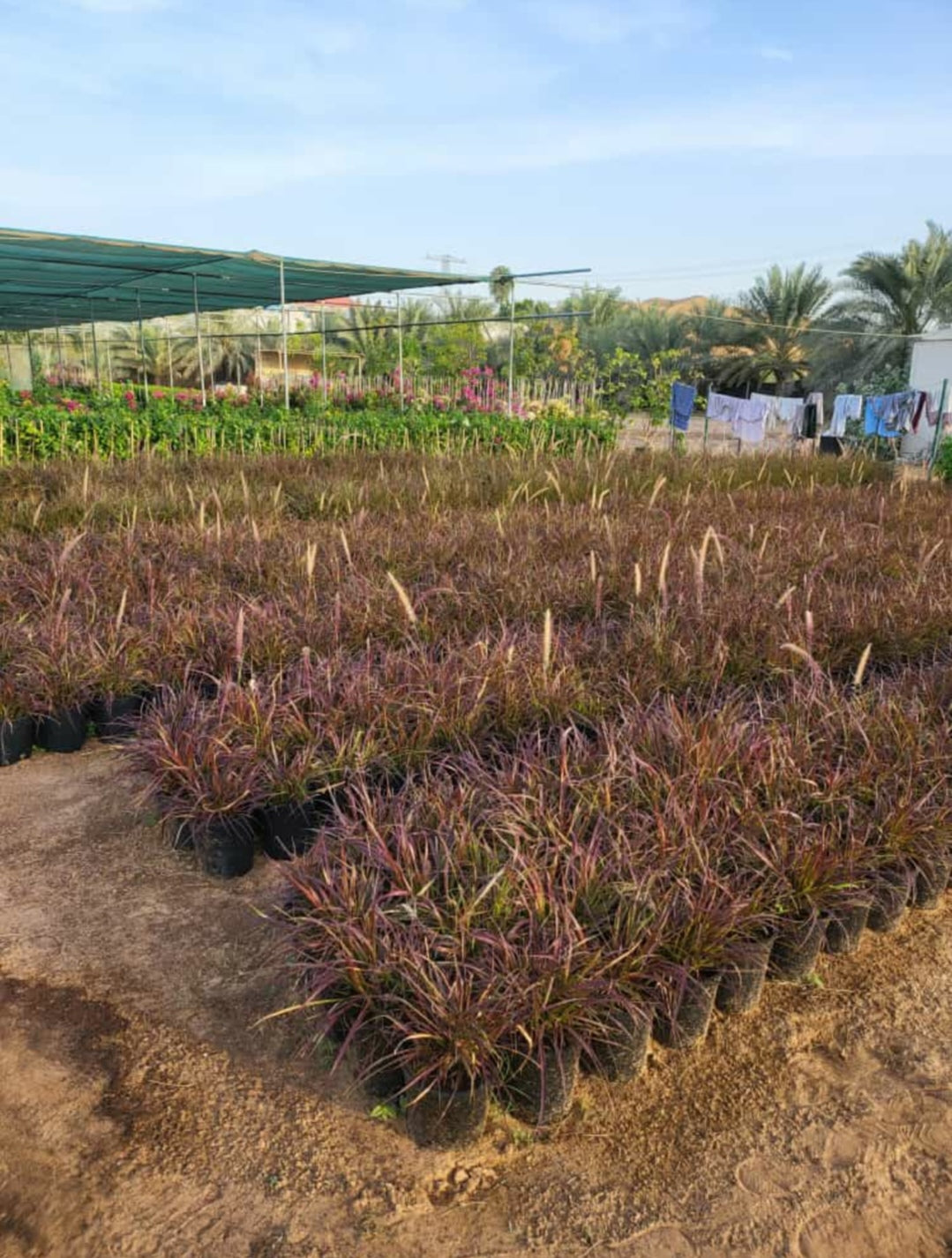 Pennisetum setaceum ‘Rubrum’