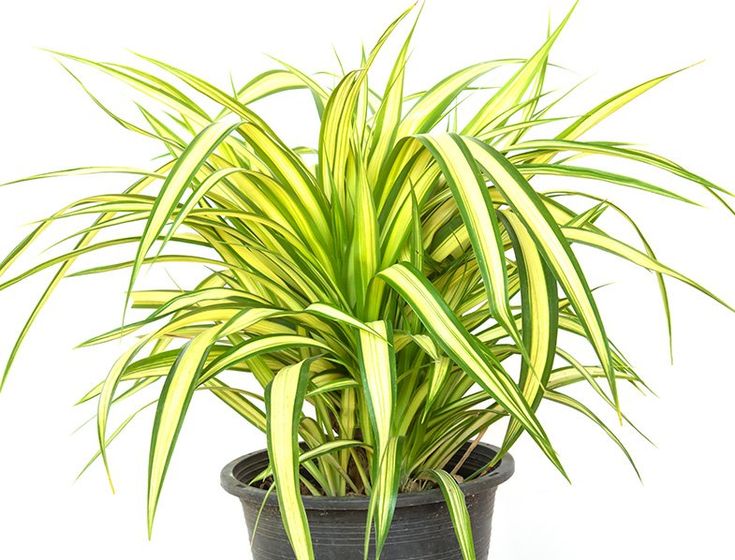 Pandanus Baptistii Variegata