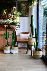 Euphorbia Abyssinica Cactus