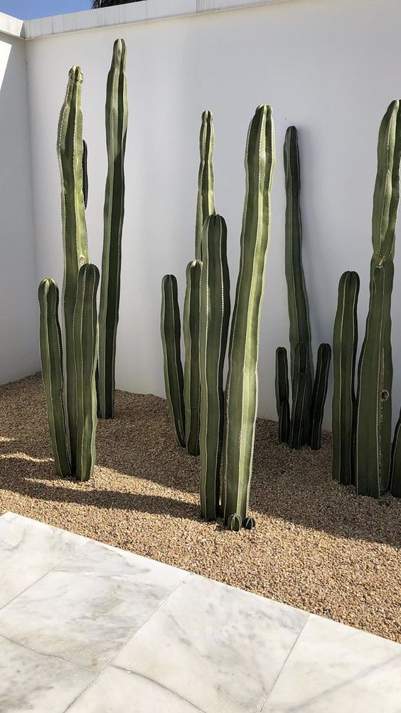 Cactus Tall 3pp
