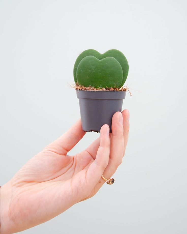 Hoya Kerrii – Two Hearts