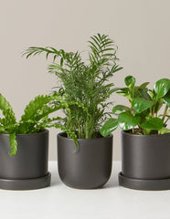 Beginner’s Indoor Plant Bundle – Set of 3 Easy-Care Plants