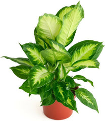 Dieffenbachia Maculata