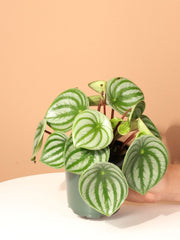 Watermelon Peperomia Argyreia