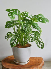 Monstera adansonii (Adanson’s Monstera / Swiss Cheese Vine)