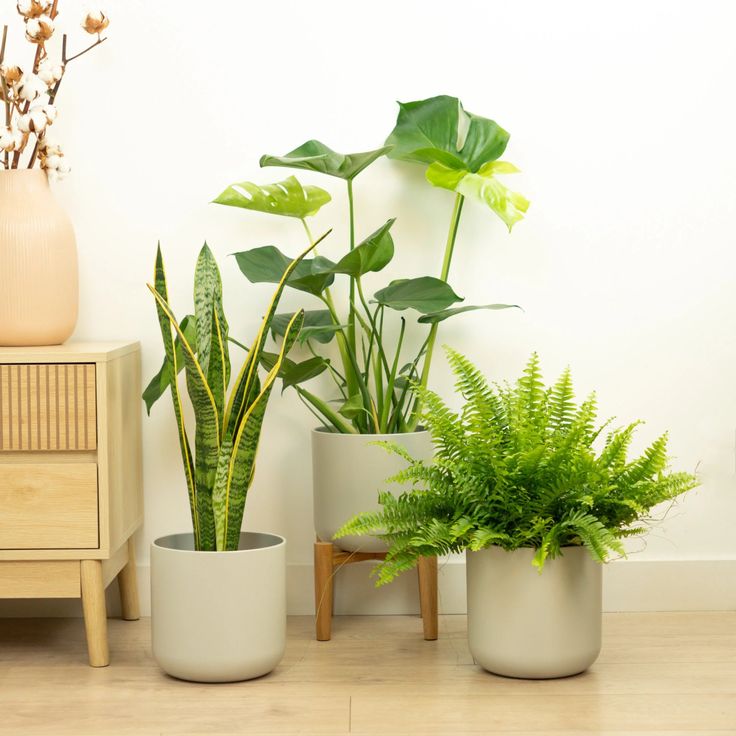 Beginner’s Indoor Plant Bundle – Set of 3 Easy-Care Plants