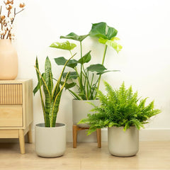 Beginner’s Indoor Plant Bundle – Set of 3 Easy-Care Plants