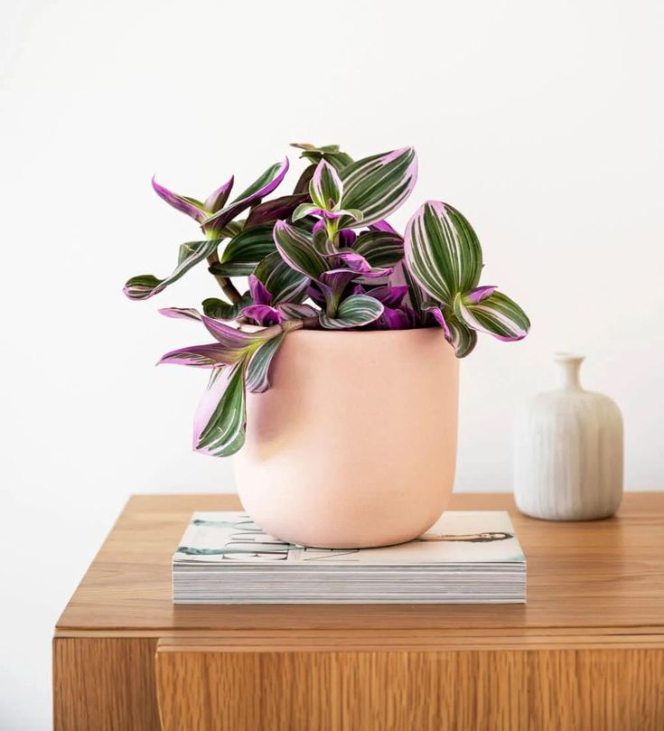 Tradescantia Nanouk 12cm